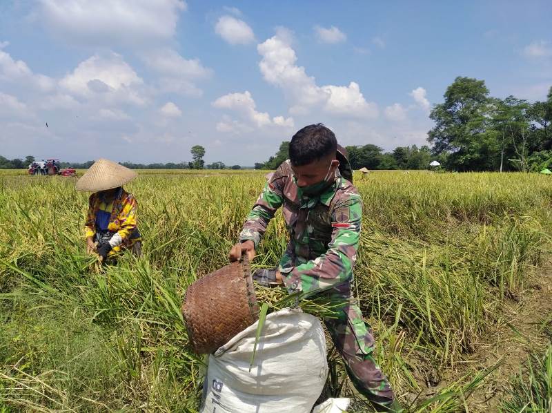 Pendampingan Upsus Pajale Dilakukan Anggota Satgas TMMD Reguler Pekalongan
