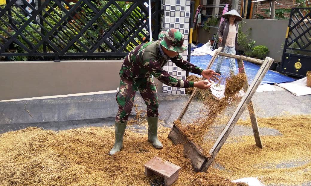 Istirahat Kerja TMMD, TNI Satgas TMMD Bantu “Ngrumat” Gabah Warga