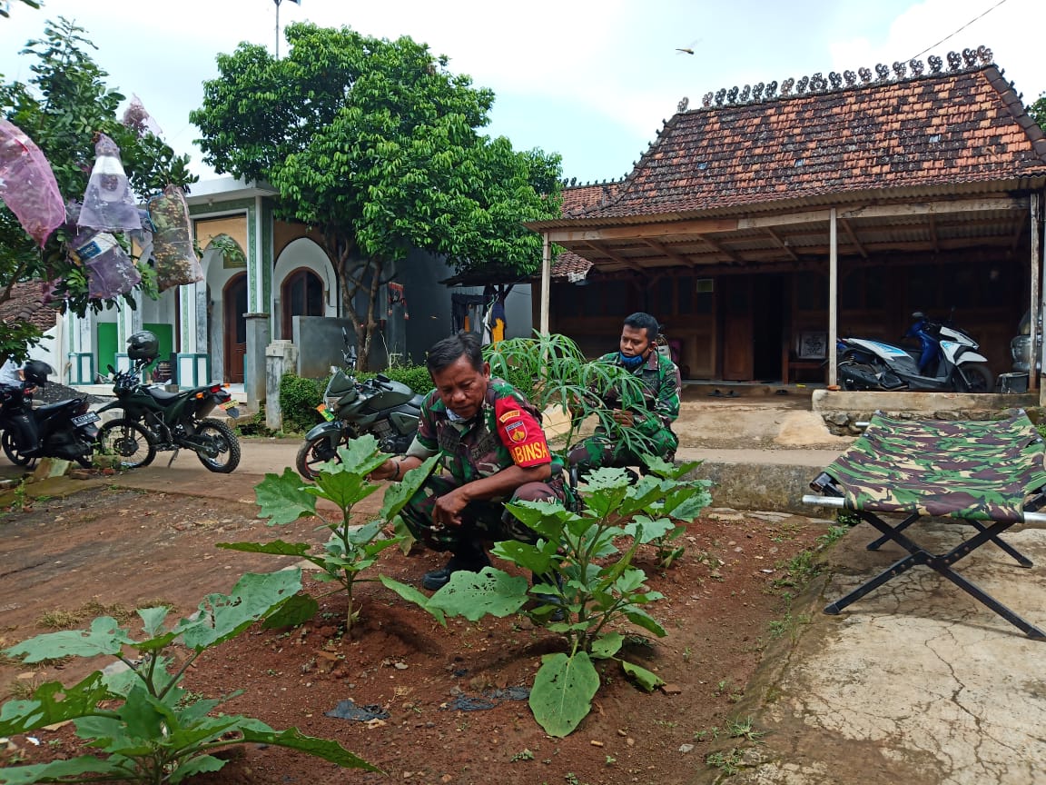 Cek Pertumbuhan Tanaman menggunakan Pupuk Cair Organik Oleh Team Babinsa Kreatif
