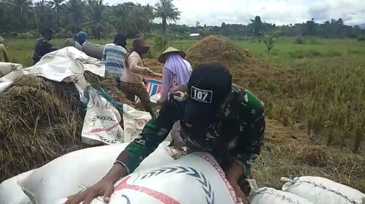 Serma Hariyuliono Tunjukkan Kebolehannya Menata dan Mengangkat Karung Berisi Padi