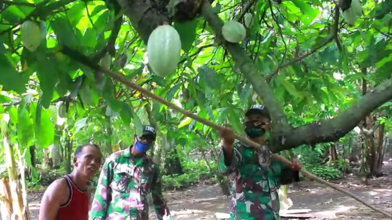 Suyat Gembira, Panen Kakaonya Dibantu Satgas