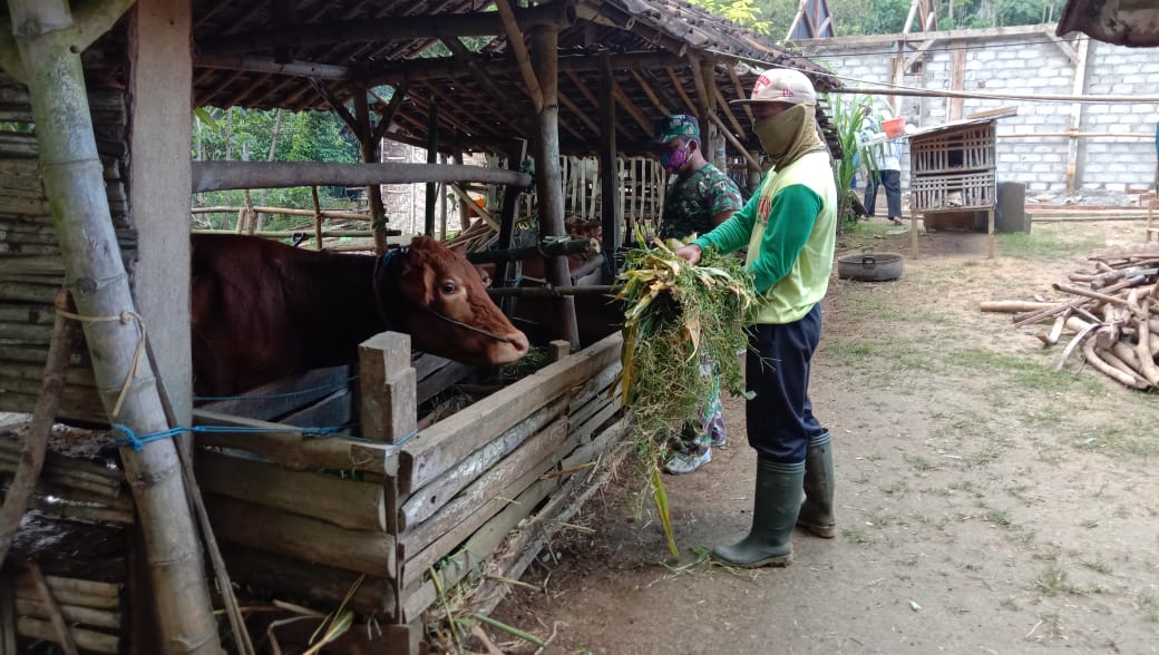 Pemberian Makan yang Benar Jaga Kesehatan Ternak