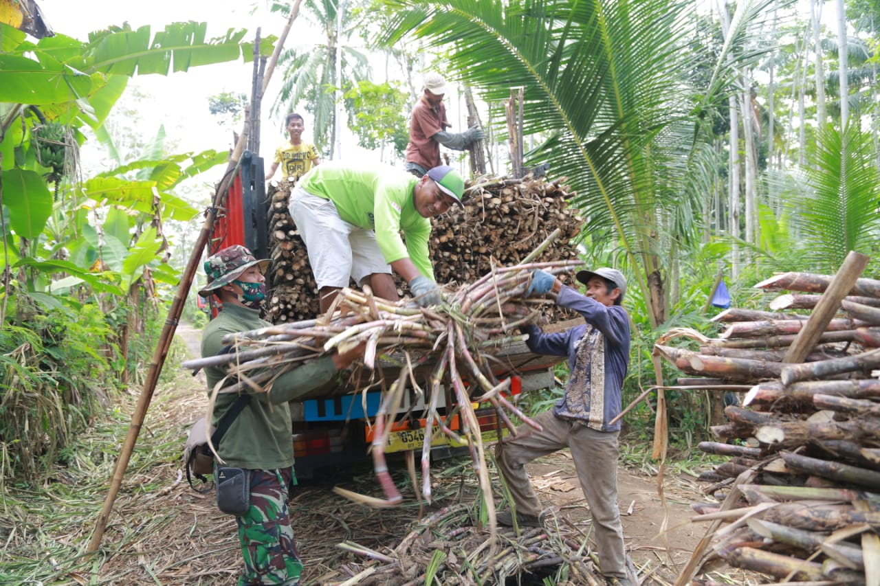 Kopda Muklis Bantu Angkat Tebu di Lokasi TMMD