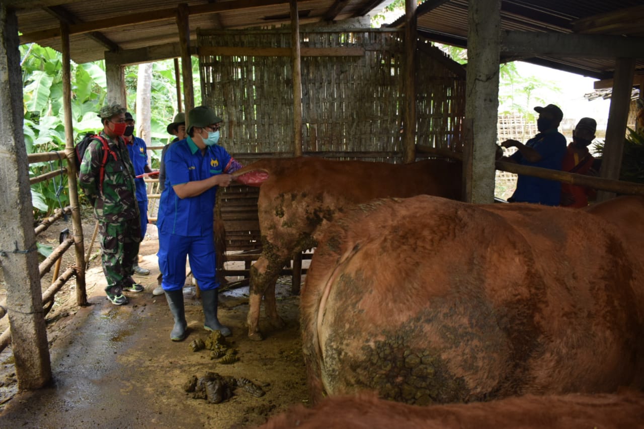 Bantu Dinas Peternakan Suntik Sapi di Program TMMD
