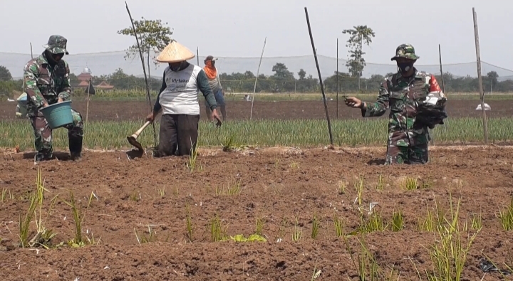 Sebagai Wahana Belajar, Satgas Tmmd Bantu Warga Pupuk Sawah