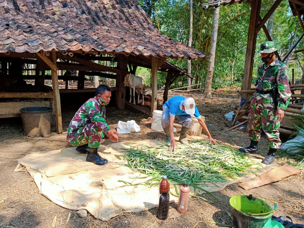 Satgas TMMD Reg 109 Kodim karanganyar belajar cara Fermentasi pakan ternak