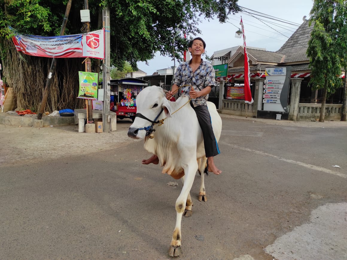 Sapi Desa Lulut, Bisa Dinaiki Juga