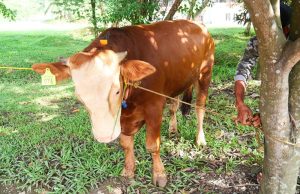 Idul Adha 1444 H, Bukit Asam Salurkan 145 Sapi dan 56 Kambing