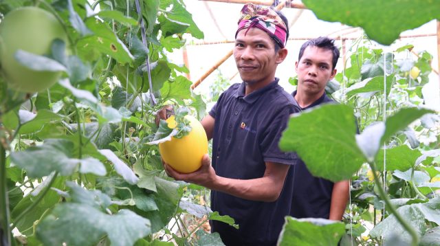 Panen Perdana Melon Golden Premium