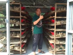 Kisah Agus Sang Peternak Puyuh di Desa Darmo, Berawal dari Hobi Hingga Jadi Ladang Rezeki