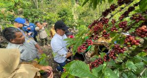 PTBA Dampingi Petani Kopi Sawahlunto Panen dan Ciptakan Nilai Tambah
