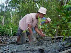 Kisah Masyarakat Pasir Sakti: Dulu Terkikis Abrasi, Kini Tumbuh Mangrove yang Menghidupi