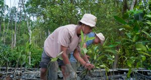 Kisah Masyarakat Pasir Sakti: Dulu Terkikis Abrasi, Kini Tumbuh Mangrove yang Menghidupi