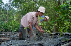 Kisah Masyarakat Pasir Sakti: Dulu Terkikis Abrasi, Kini Tumbuh Mangrove yang Menghidupi