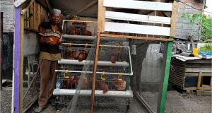 Amat dan Harapan yang Tumbuh dari Kandang Ayam Samping Rumah