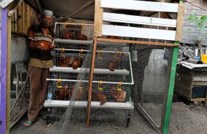 Amat dan Harapan yang Tumbuh dari Kandang Ayam Samping Rumah