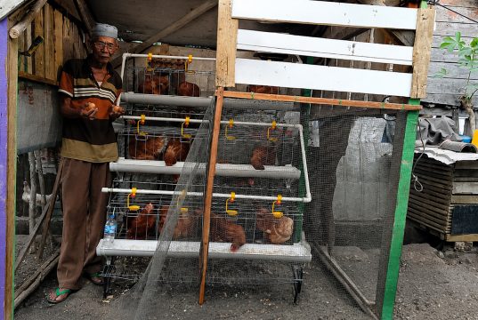Amat dan Harapan yang Tumbuh dari Kandang Ayam Samping Rumah